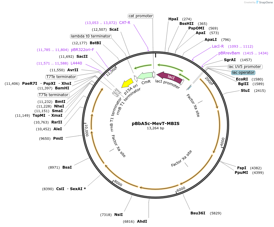 35150-plasmid-map-sequence-id-43260