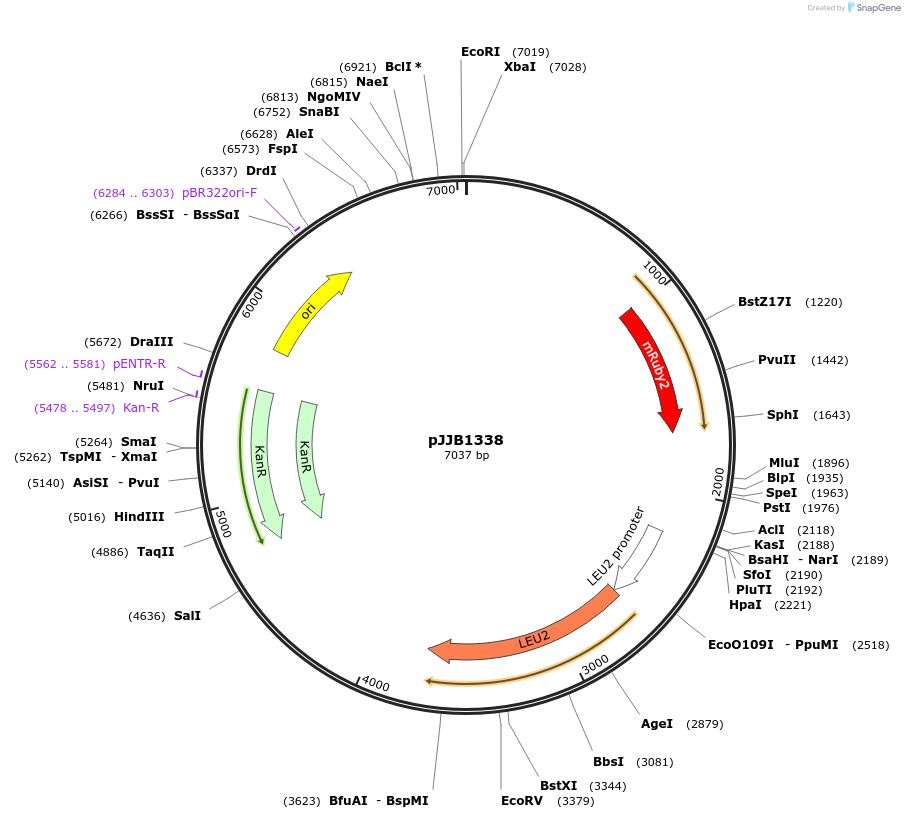 218592-plasmid-map-sequence-id-432601
