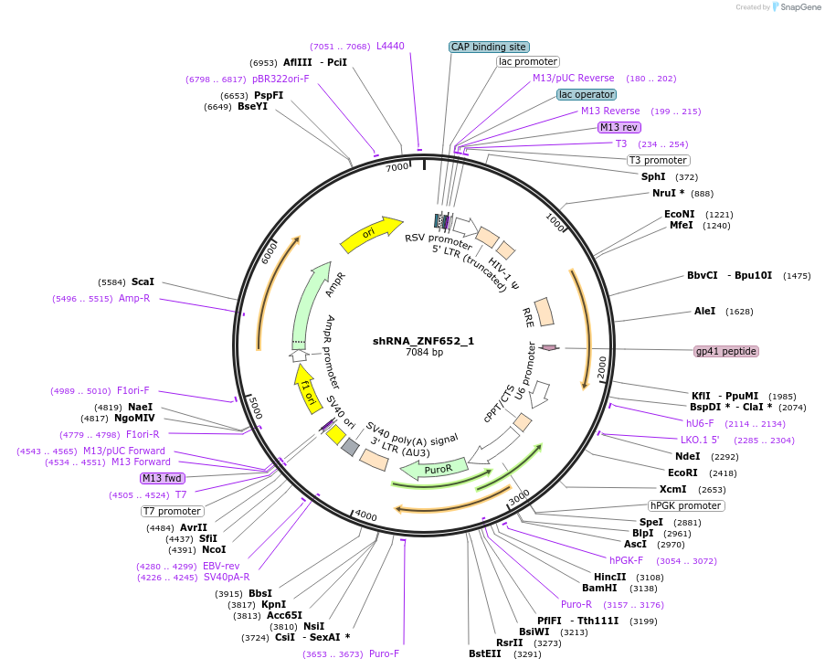 215202-plasmid-map-sequence-id-432604