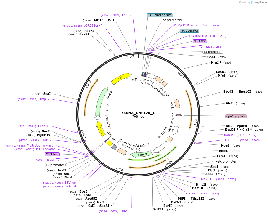 215206-plasmid-map-sequence-id-432620