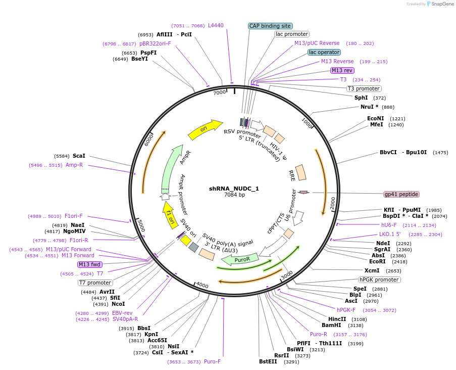 215212-plasmid-map-sequence-id-432639