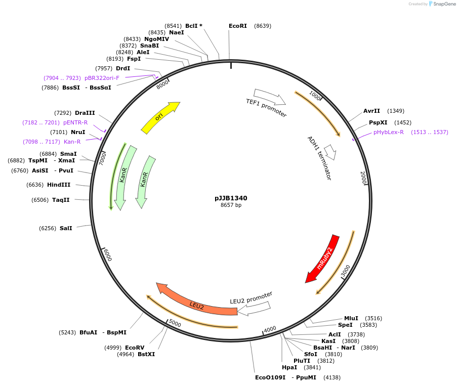 218593-plasmid-map-sequence-id-432647