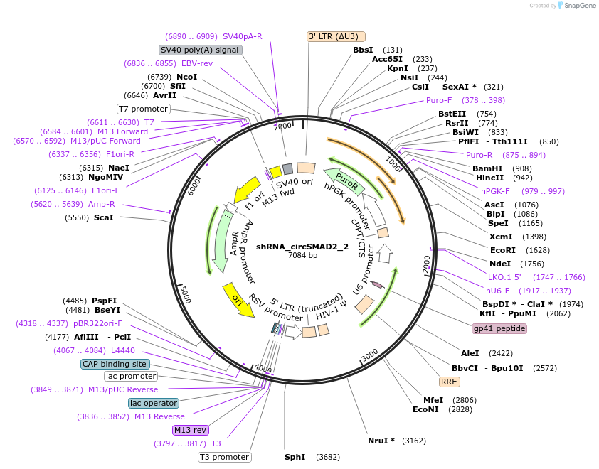 215222-plasmid-map-sequence-id-432668