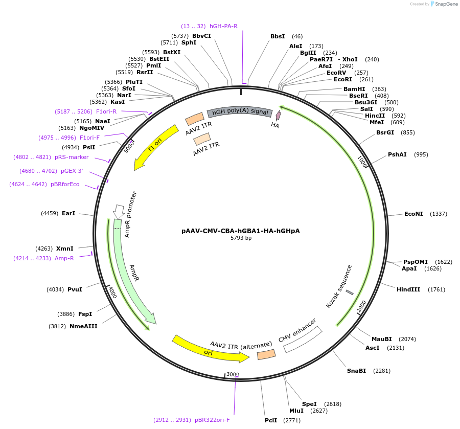 218794-plasmid-map-sequence-id-432669
