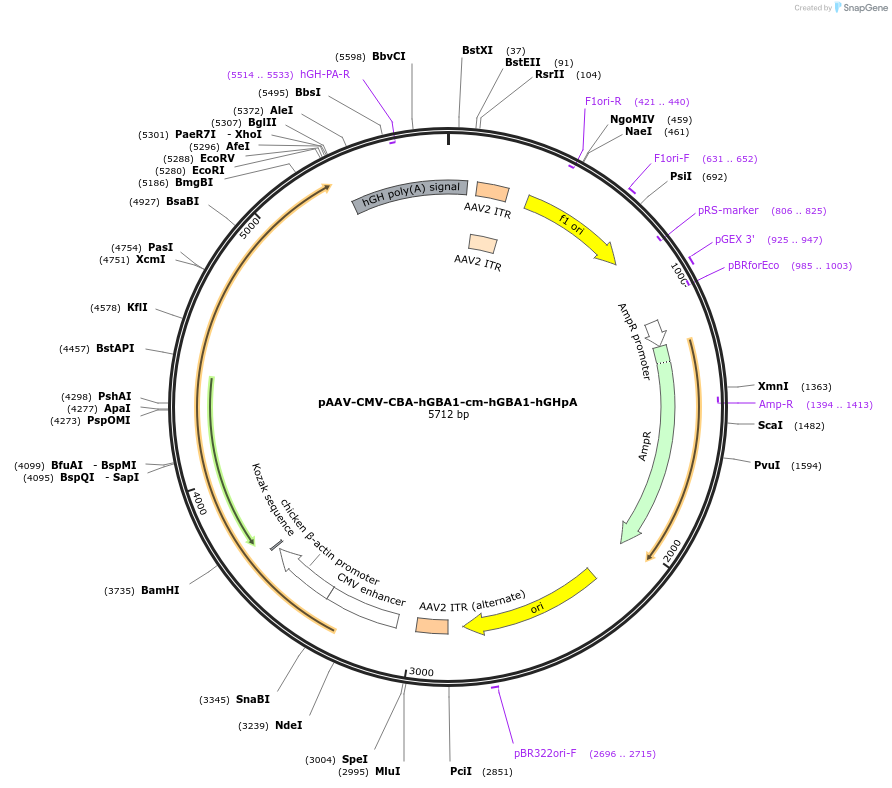 218795-plasmid-map-sequence-id-432670