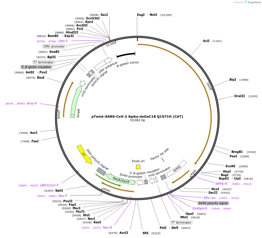 212426-plasmid-map-sequence-id-432766
