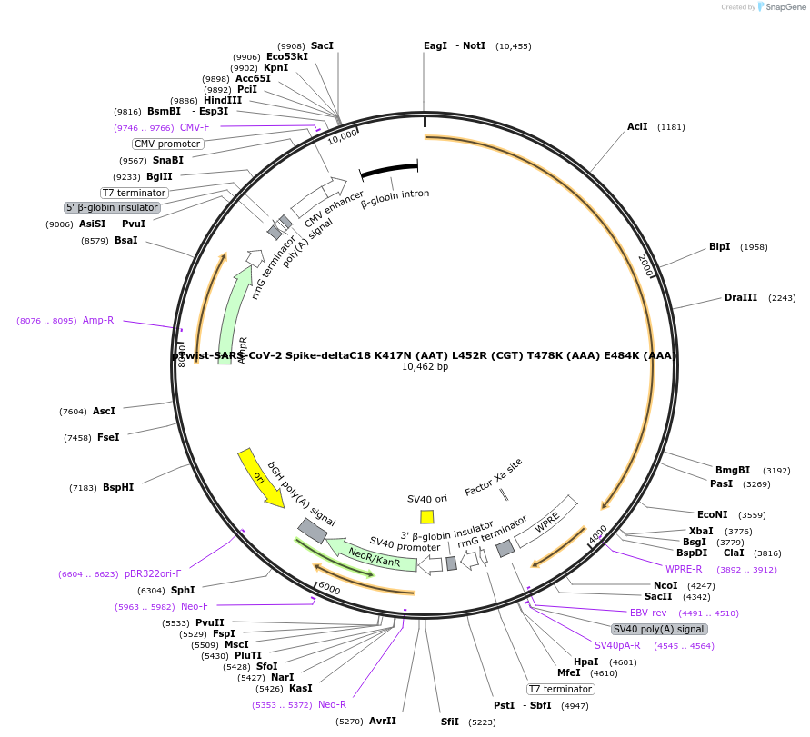 212439-plasmid-map-sequence-id-432776