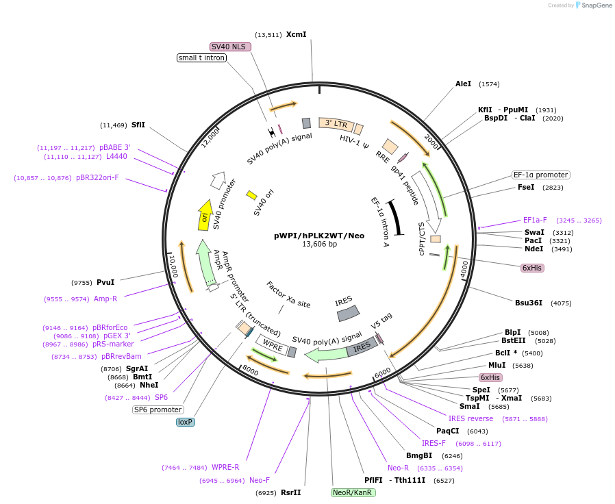 35385-plasmid-map-sequence-id-43281