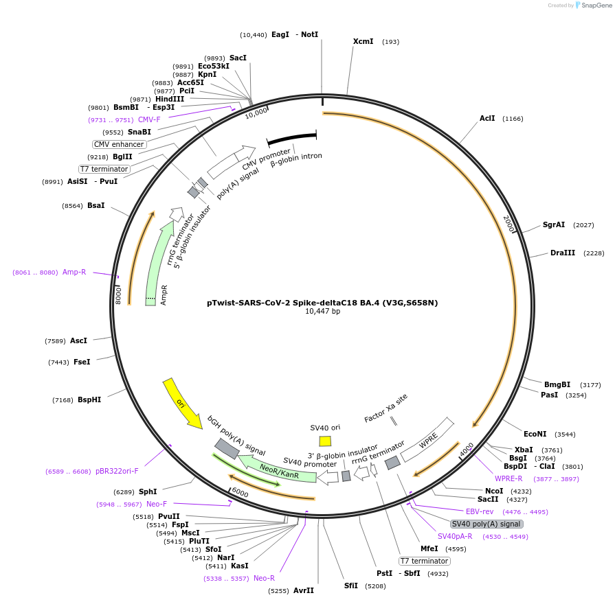 212504-plasmid-map-sequence-id-432821