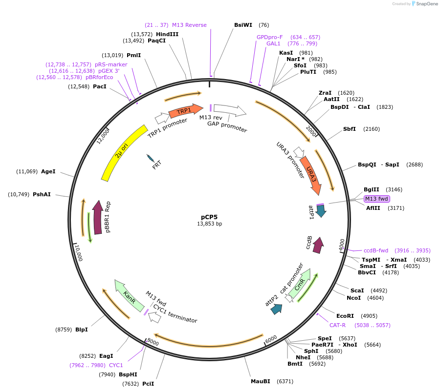 35397-plasmid-map-sequence-id-43283