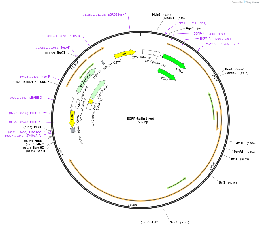 32855-plasmid-map-sequence-id-43284