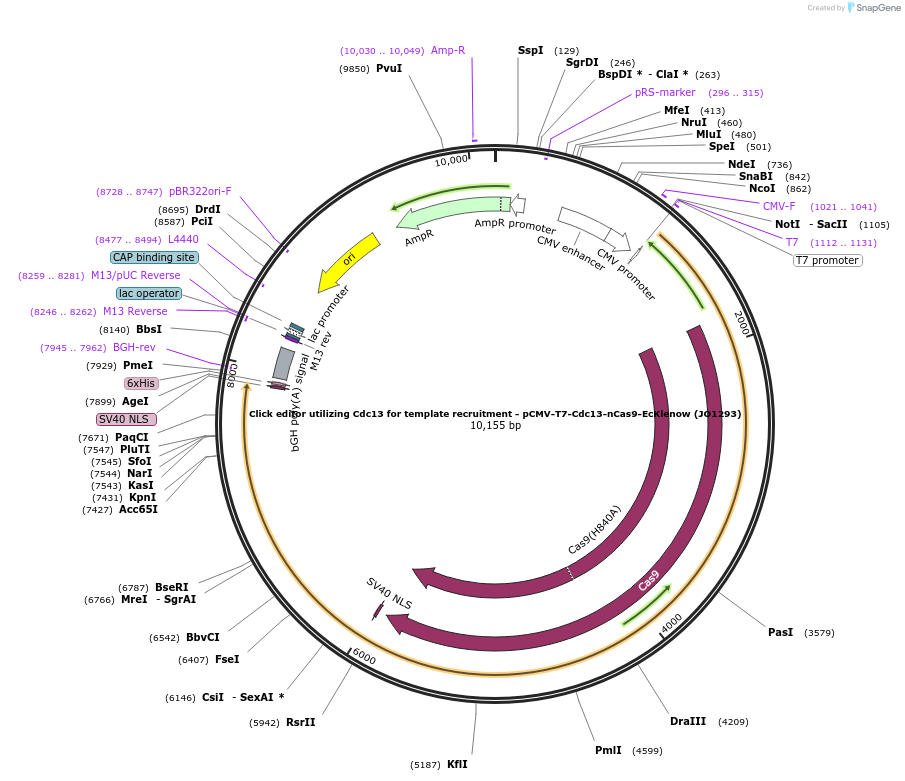 217796-plasmid-map-sequence-id-432863