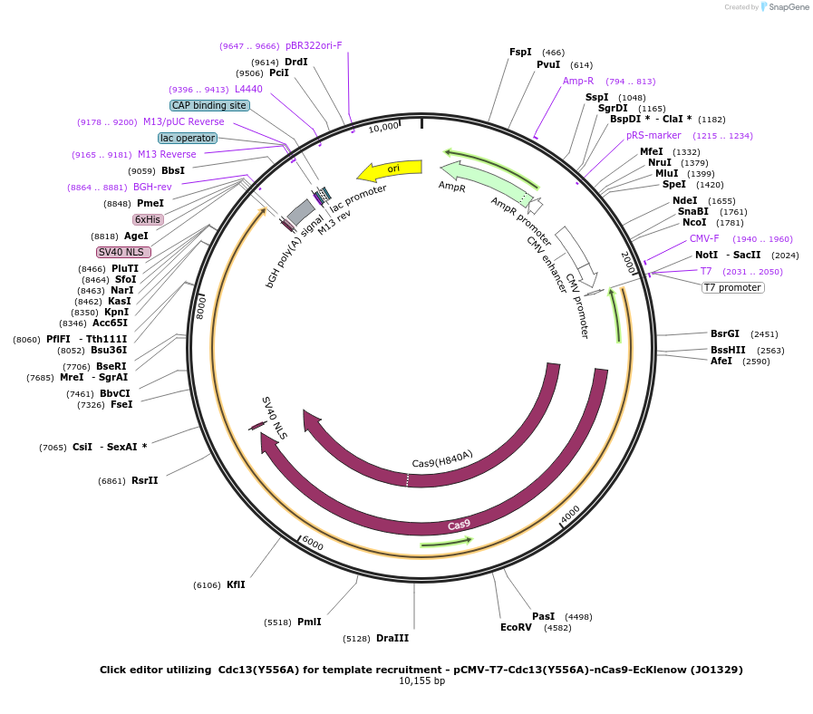 217797-plasmid-map-sequence-id-432864