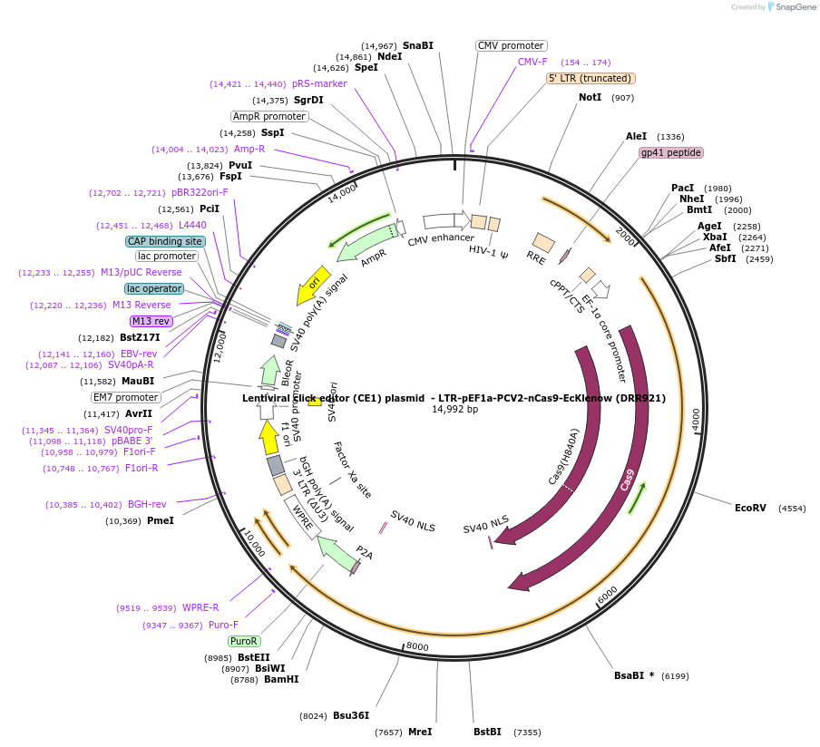 217798-plasmid-map-sequence-id-432865