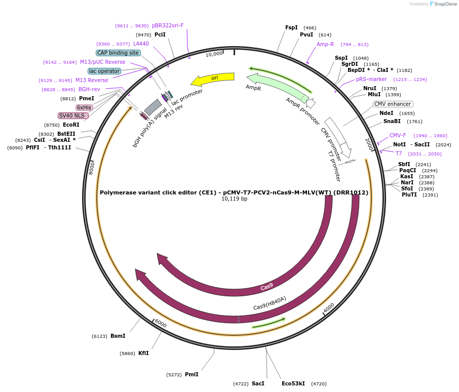 217799-plasmid-map-sequence-id-432866