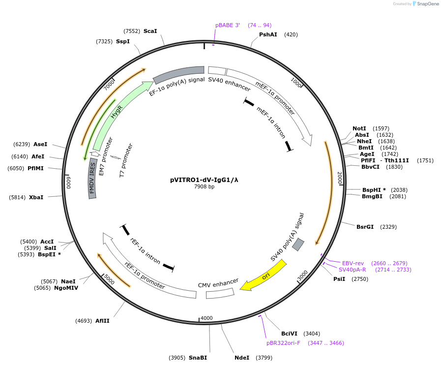 52214-plasmid-map-sequence-id-432867
