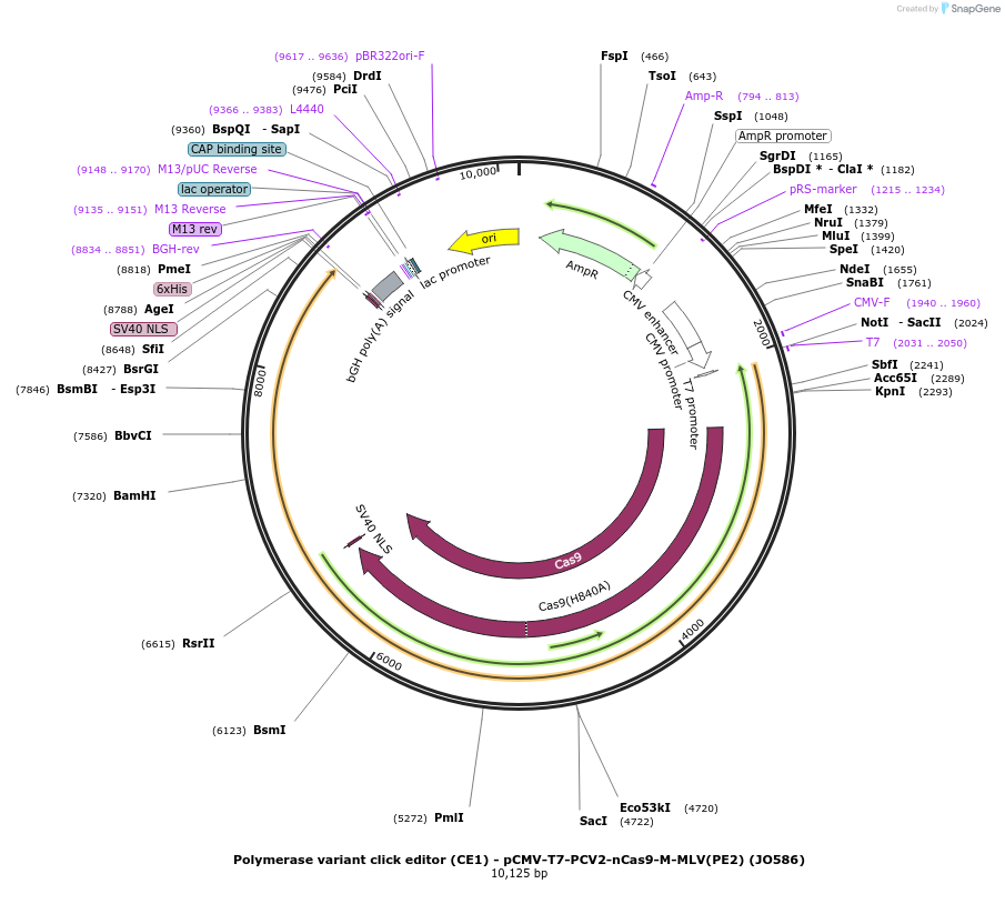 217800-plasmid-map-sequence-id-432875
