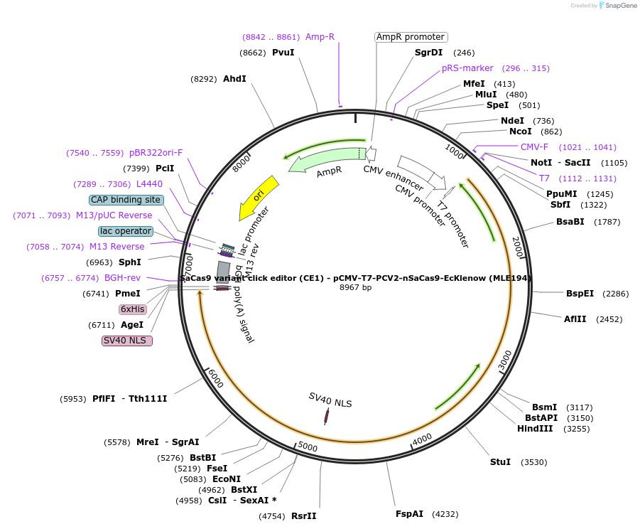 217801-plasmid-map-sequence-id-432878
