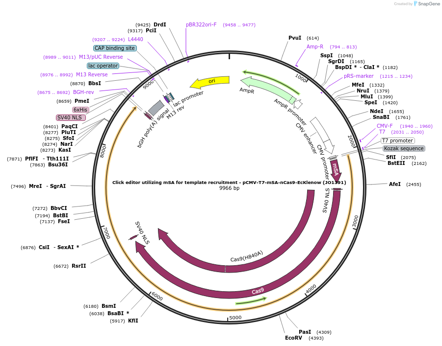 217802-plasmid-map-sequence-id-432882