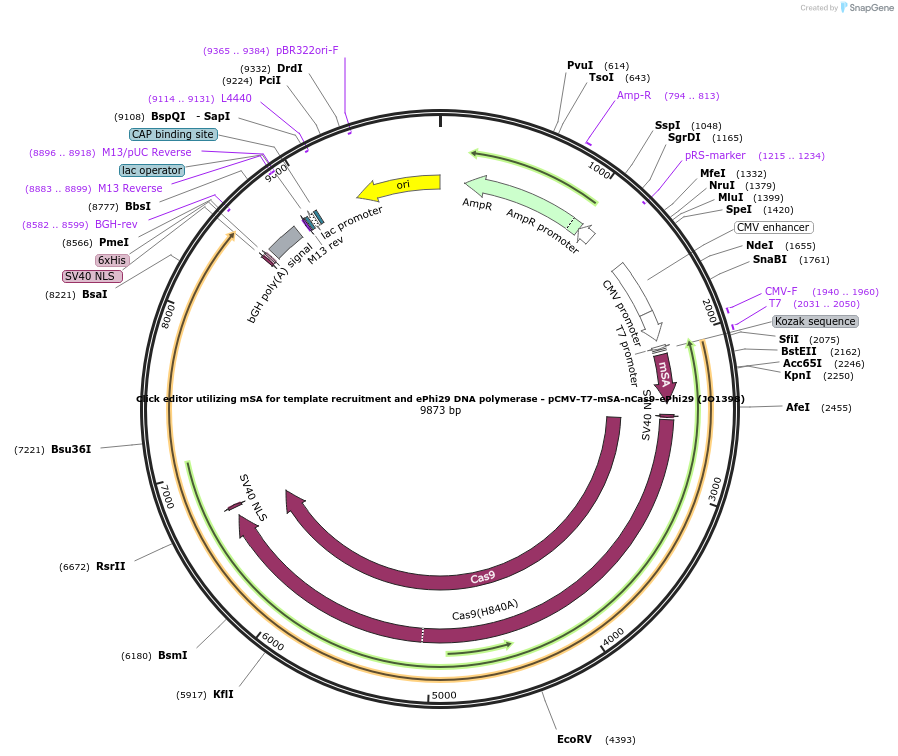 217803-plasmid-map-sequence-id-432890