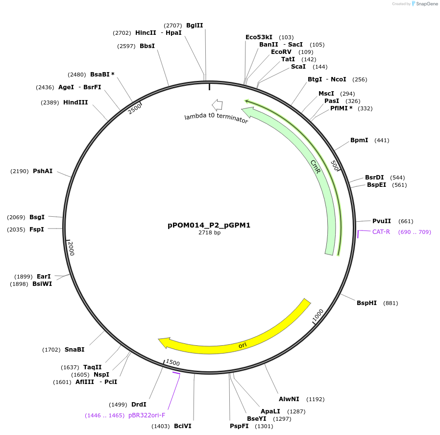 216439-plasmid-map-sequence-id-432941