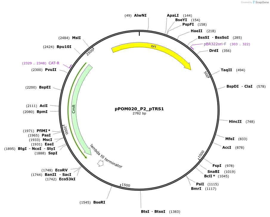 216445-plasmid-map-sequence-id-432942
