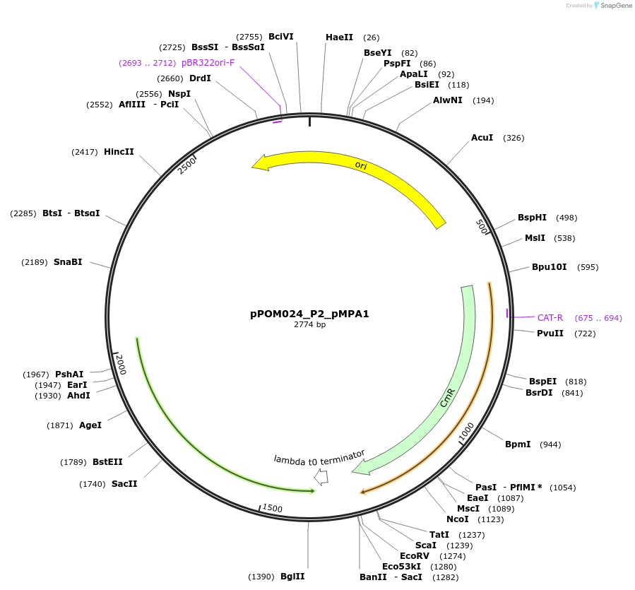 216449-plasmid-map-sequence-id-432944