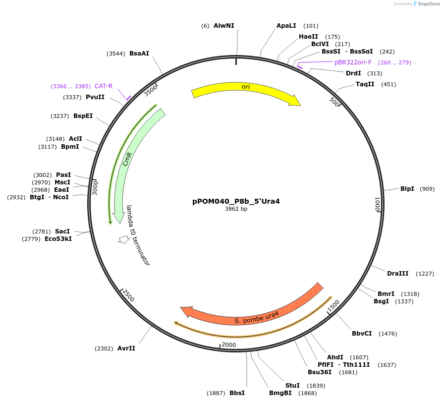 216461-plasmid-map-sequence-id-432959