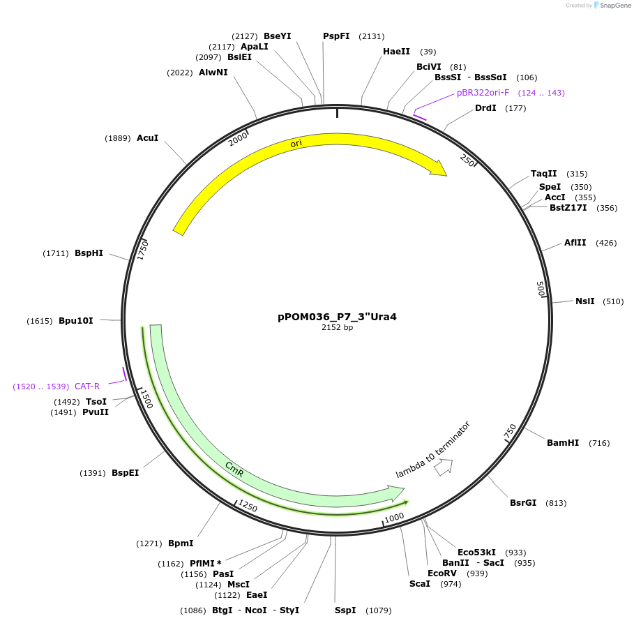 216465-plasmid-map-sequence-id-432969