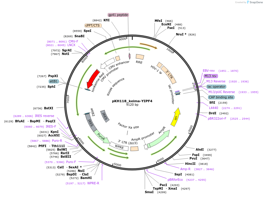 214971-plasmid-map-sequence-id-433010