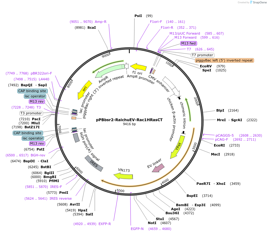 214818-plasmid-map-sequence-id-433014
