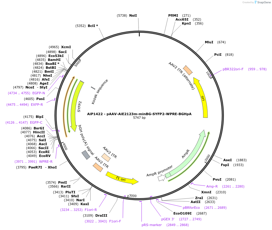 214493-plasmid-map-sequence-id-433022