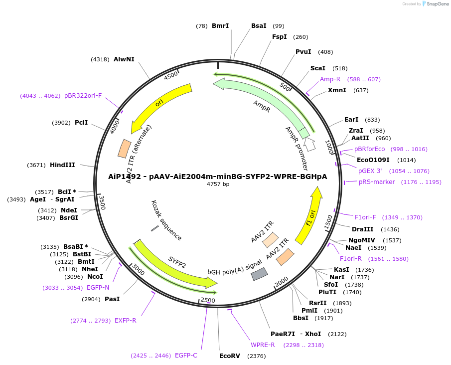 214501-plasmid-map-sequence-id-433027