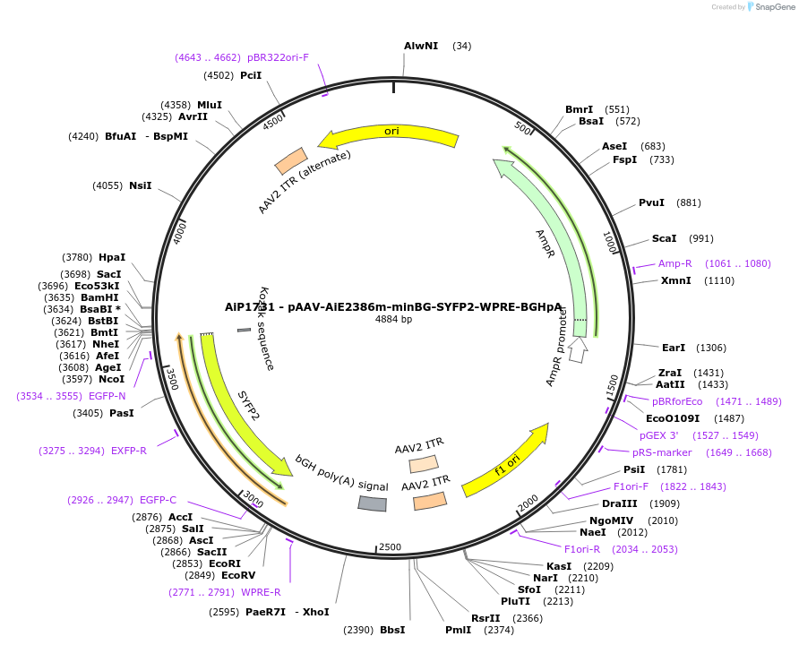 214531-plasmid-map-sequence-id-433045