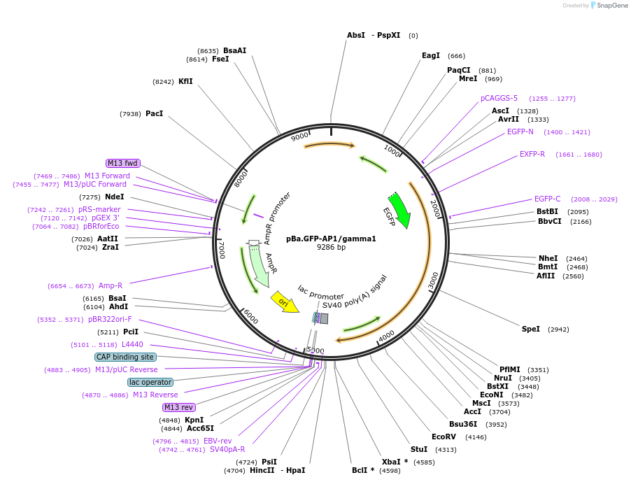 218801-plasmid-map-sequence-id-433053