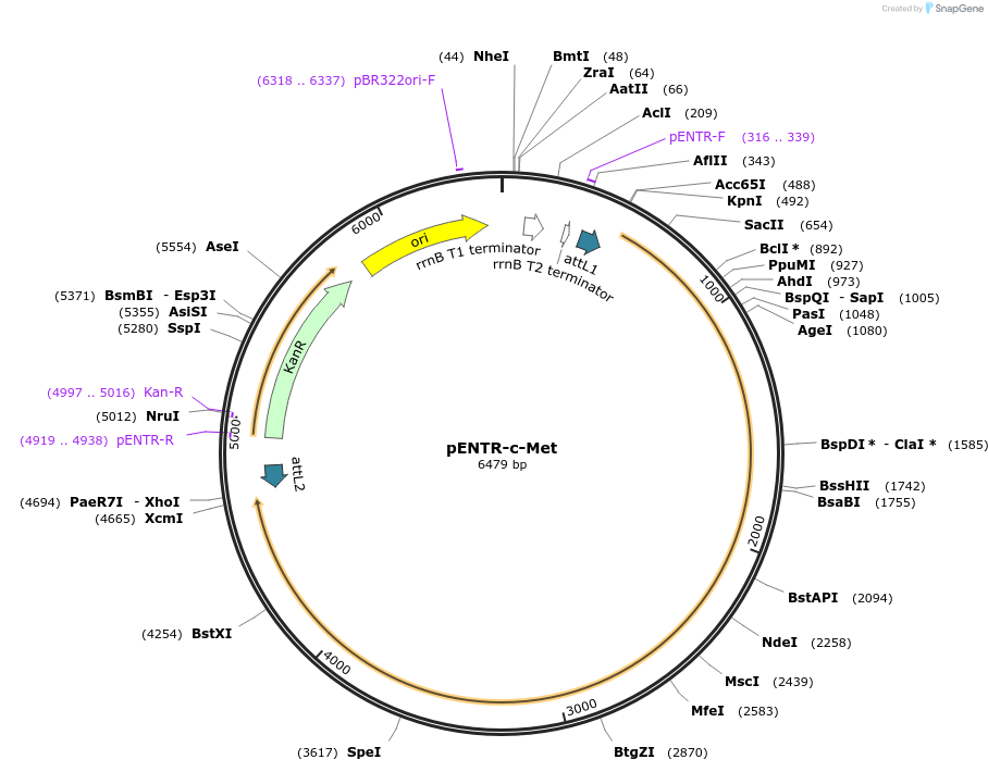 31786-plasmid-map-sequence-id-433099
