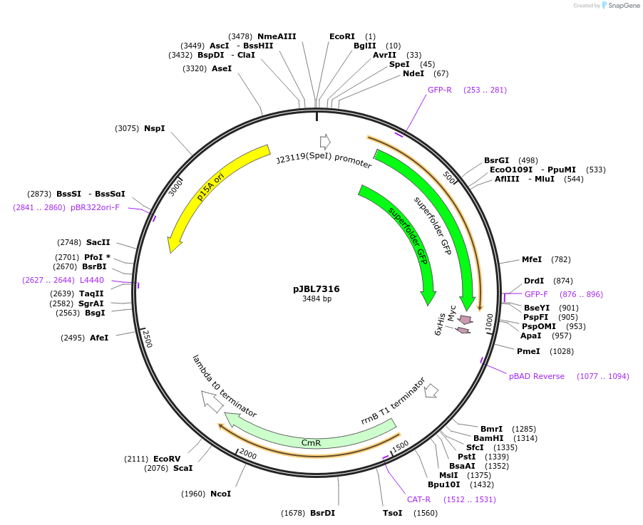 217371-plasmid-map-sequence-id-433102