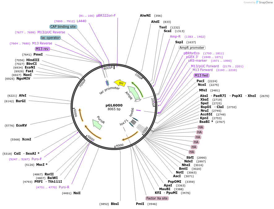 216797-plasmid-map-sequence-id-433103