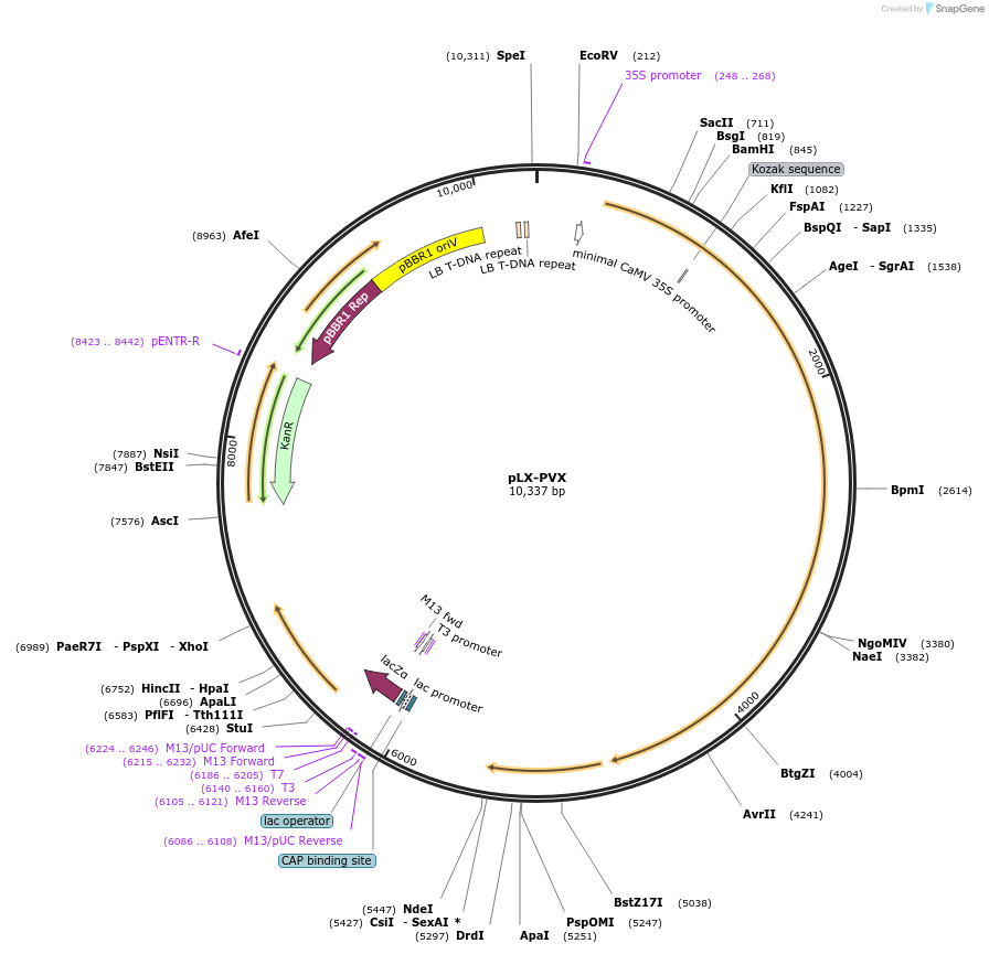 213040-plasmid-map-sequence-id-433113