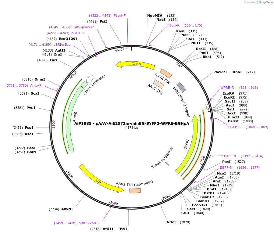 214569-plasmid-map-sequence-id-433114