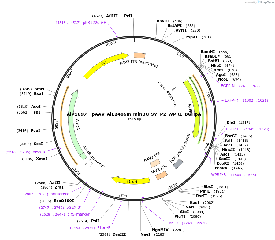 214575-plasmid-map-sequence-id-433126