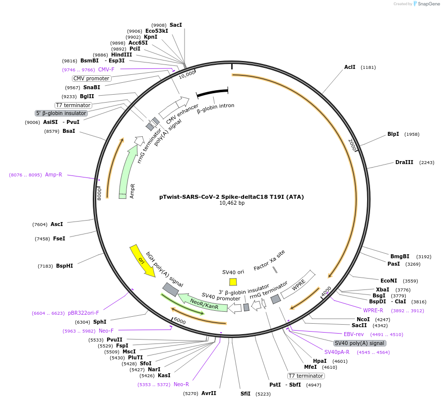 212488-plasmid-map-sequence-id-433132
