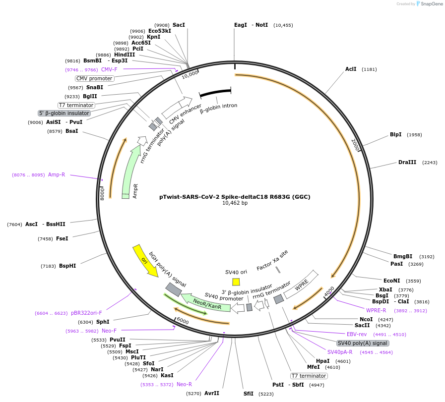 212386-plasmid-map-sequence-id-433142
