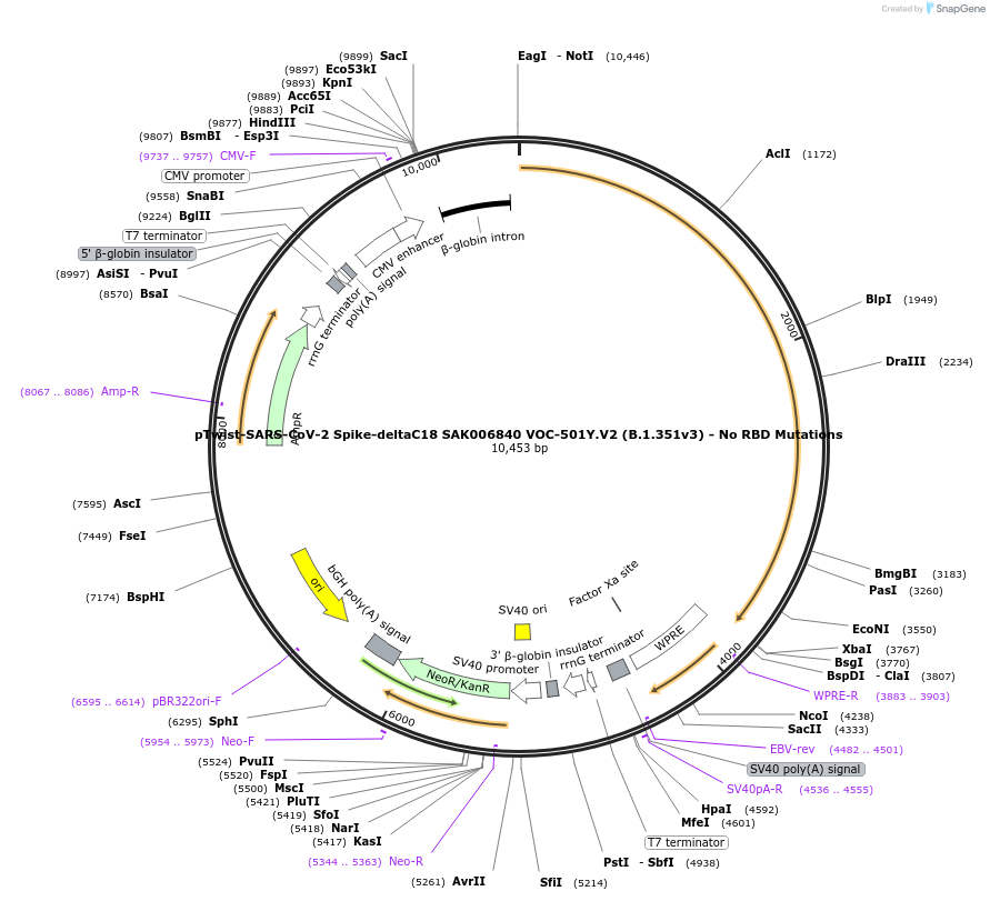 212380-plasmid-map-sequence-id-433143