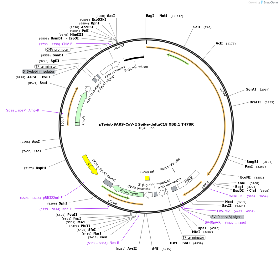 212534-plasmid-map-sequence-id-433147