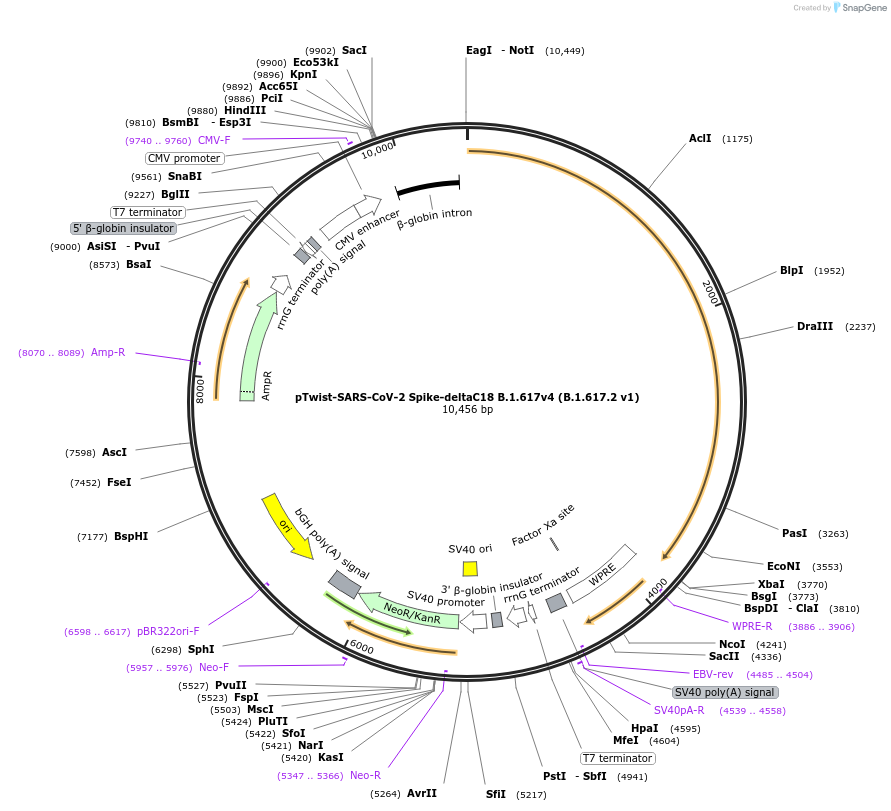 212430-plasmid-map-sequence-id-433150