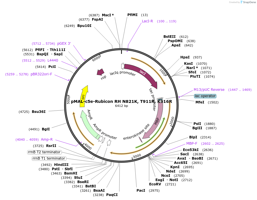 216707-plasmid-map-sequence-id-433170