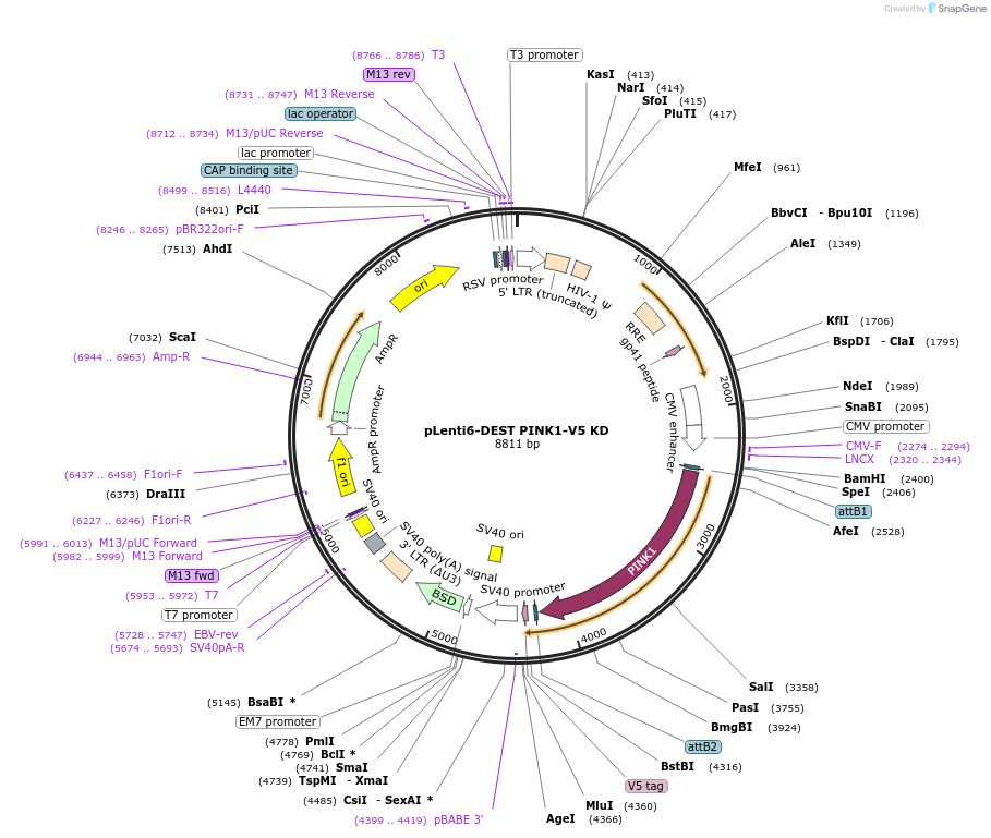 13319-plasmid-map-sequence-id-433175