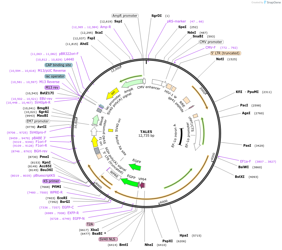 35420-plasmid-map-sequence-id-43318