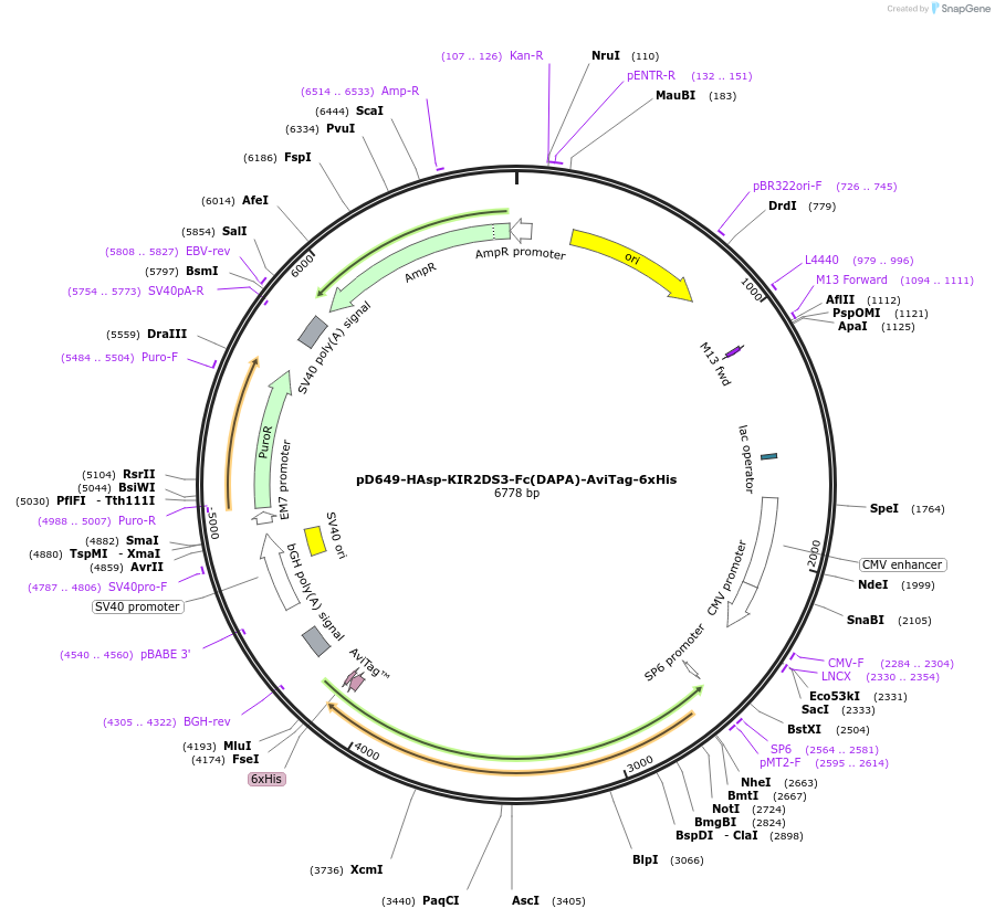 156673-plasmid-map-sequence-id-433194